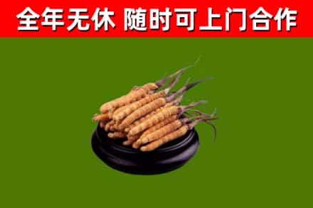 伊春市回收散虫草